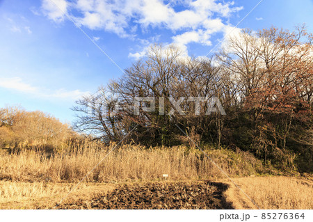 神奈川県横浜市戸塚区の原風景舞岡ふるさと公園の冬 85276364