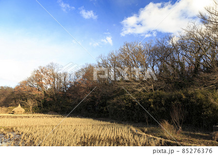 神奈川県横浜市戸塚区の原風景舞岡ふるさと公園の冬 85276376