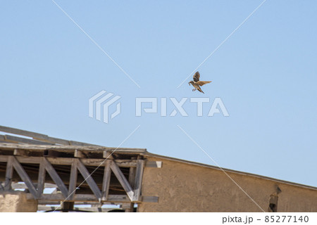 Crested Lark, Galerida Cristata, flying in the blue sky. A bird with a worm in its mouth Crested Lark, Galerida Cristata, flying in the blue sky. A bird with a worm in its mouth 85277140