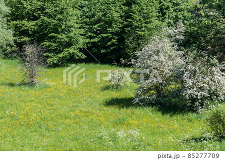 Nature landscape in the regional park Wolfsputten in Dilbeek, Belgium. 85277709