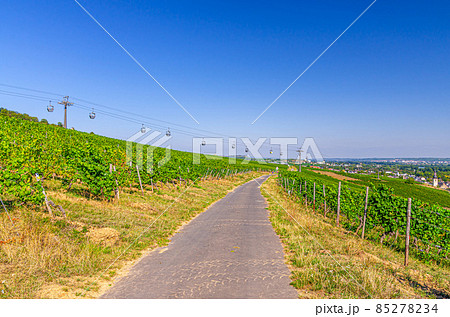 Road path in vineyards green fields with grapevine rows on hills in Rhine Gorge or river Rhine Valley Road path in vineyards green fields with grapevine rows on hills in Rhine Gorge or river Rhine Valley 85278234