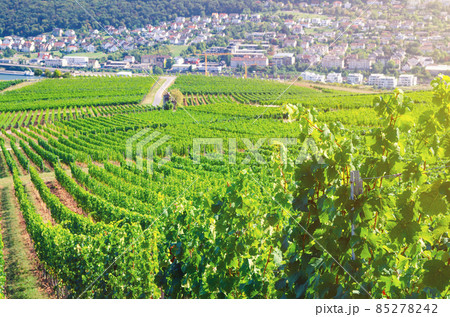 Grapevine rows in vineyards green fields landscape with grape trellis on hills in river Rhine Valley Grapevine rows in vineyards green fields landscape with grape trellis on hills in river Rhine Valley 85278242
