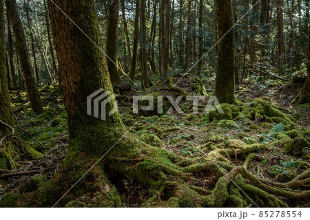 神秘的な森の中・青木ヶ原樹海 85278554