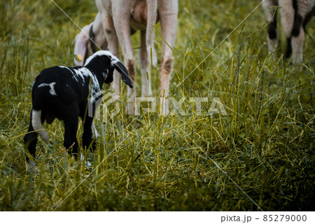 Young sheep of a farm on a lush meadow in Switzerland Young sheep of a farm on a lush meadow in Switzerland 85279000