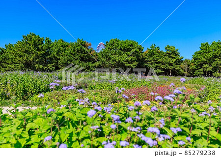 東京 江戸川区 葛西臨海公園 展望広場 東京 江戸川区 葛西臨海公園 展望広場 85279238