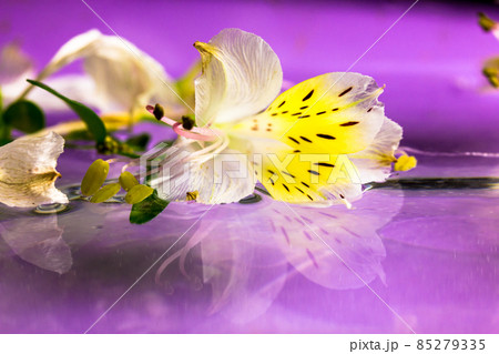 White alstromeria yellow petals on lilac-purple background (very peri colors). Delicate flower is reflected in water. Peruvian lily or Lily of the Incas. Bouquet of spring flowers. Garden plant bloom. White alstromeria yellow petals on lilac-purple background (very peri colors). Delicate flower is reflected in water. Peruvian lily or Lily of the Incas. Bouquet of spring flowers. Garden plant bloom. 85279335