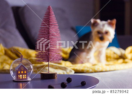 A small cute Yorkshire Terrier dog sits on a couch in a cozy room at Christmas Eve. New Year 2022 festive decor - artificial pink eco Christmas tree, toy ball on a table. Pet puppy in home interior. 85279342