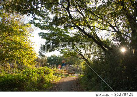 秋の散歩道 秋の散歩道 85279429
