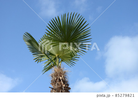 シュロの木 シュロの木 85279821