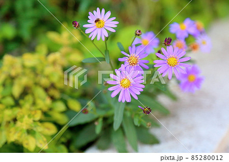 ブラキカムの花 ブラキカムの花 85280012