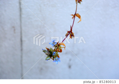 リンドウの花 リンドウの花 85280013