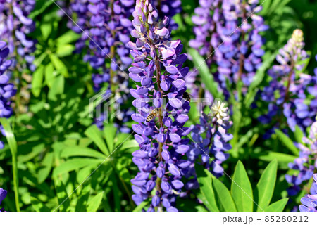 A glade with lupine flowers and a bee collecting nectar. 85280212