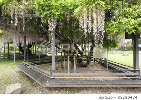 長野県諏訪市の、高島公園の藤の花 85280474