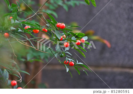 赤いタマサンゴの実 赤いタマサンゴの実 85280591