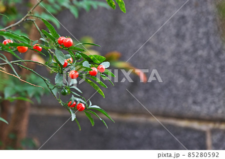 赤いタマサンゴの実 赤いタマサンゴの実 85280592