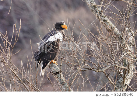 木でたたずむオオワシ 85280640