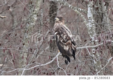木に止まるオジロワシの幼鳥 85280683