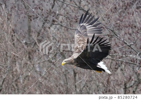 林を優雅に舞うオジロワシ 85280724