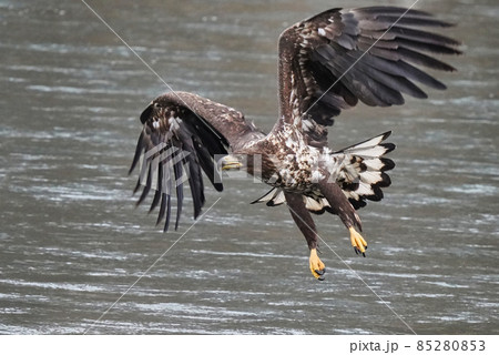 急旋回するオジロワシの幼鳥 85280853