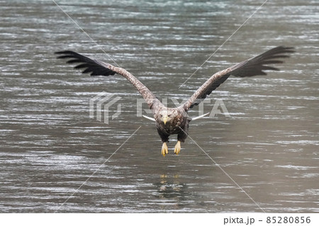 獲物を探す鋭い目のオジロワシ 85280856