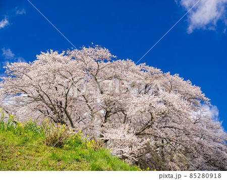 さくらと青空 さくらと青空 85280918