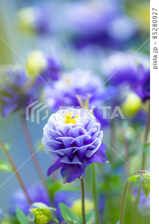 セイヨウオダマキの花 85280927