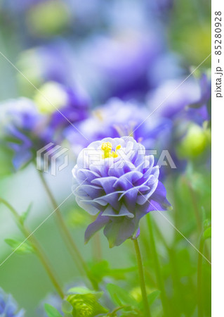 セイヨウオダマキの花 85280928