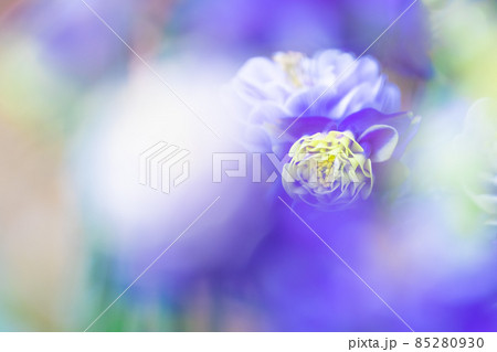 セイヨウオダマキの花 85280930
