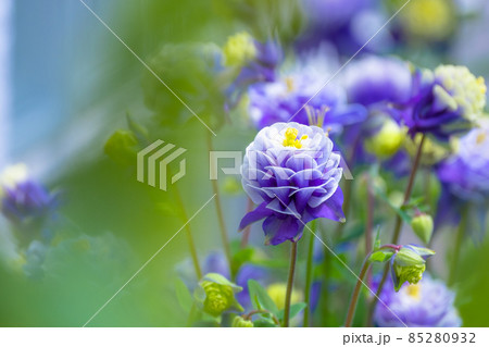 セイヨウオダマキの花 85280932