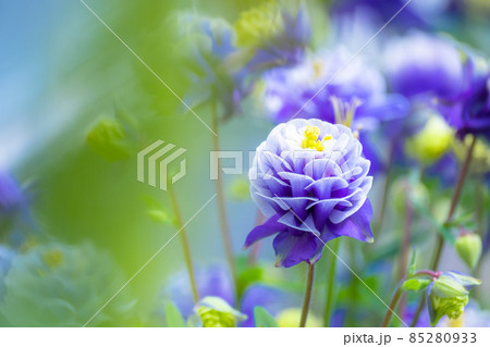 セイヨウオダマキの花 85280933