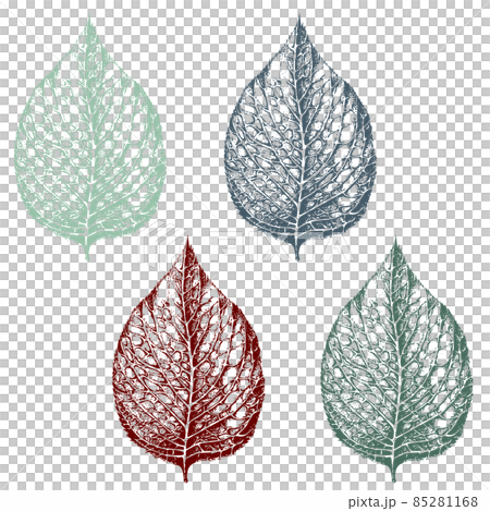 葉脈入りの葉の手描きイラスト、カラー4種類 葉脈入りの葉の手描きイラスト、カラー4種類 85281168