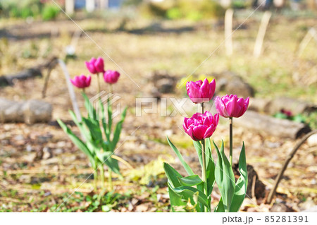 冬の公園で咲く赤いチュウリップの花 85281391