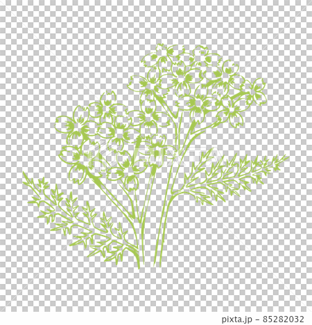 Line drawing of Yarrow - Stock Illustration [85282032] - PIXTA