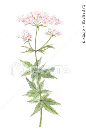 カノコソウ 鹿の子草 花 カノコソウ 鹿の子草 花 85283371