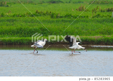 Two Oriental Stork(Ciconia boyciana) foraging in a pond, one of them holding a fish. Two Oriental Stork(Ciconia boyciana) foraging in a pond, one of them holding a fish. 85283965