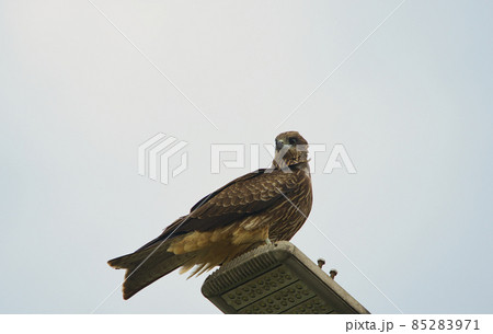 A Black Kite(Milvus migrans) is parked on the street light. A Black Kite(Milvus migrans) is parked on the street light. 85283971