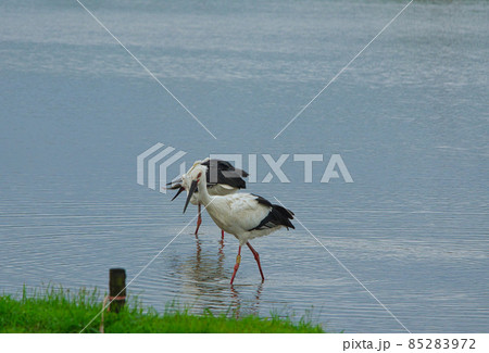 An Oriental Stork(Ciconia boyciana) with leg ring number A20. Another one catching fish. 85283972