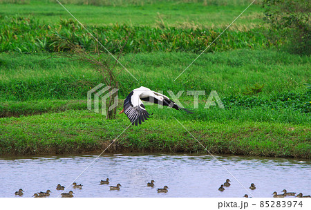 Oriental Stork(Ciconia boyciana) spread their wings on the water pond. 85283974