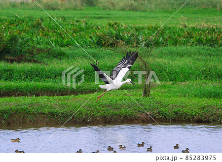Oriental Stork(Ciconia boyciana) spread their wings on the water pond. 85283975