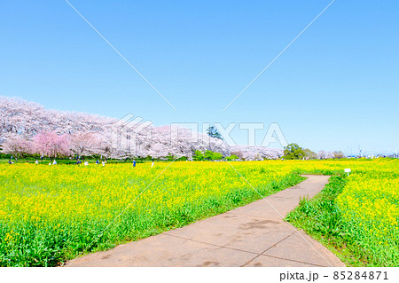 権現堂桜堤 権現堂桜堤 85284871