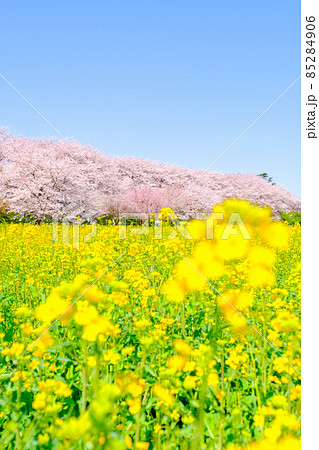 権現堂桜堤 85284906