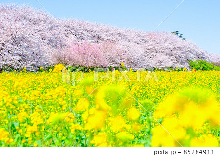 権現堂桜堤 権現堂桜堤 85284911