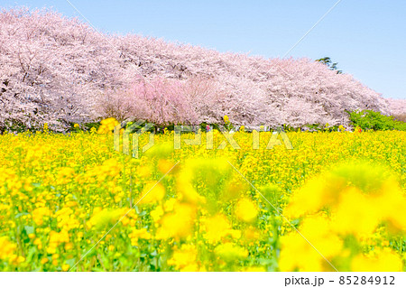 権現堂桜堤 85284912