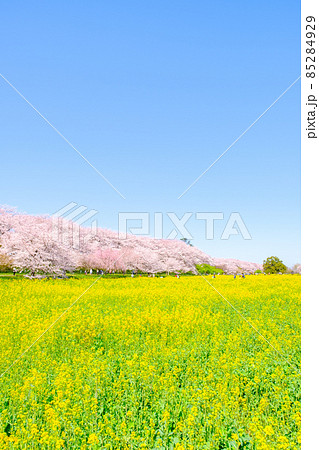 権現堂桜堤 権現堂桜堤 85284929