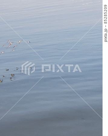 海を飛ぶ水鳥の群れ 85285209