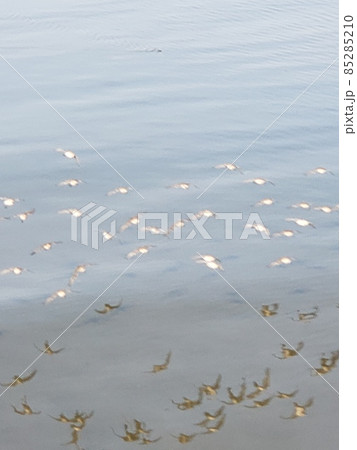 海を飛ぶ水鳥の群れ 85285210