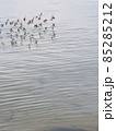 海を飛ぶ水鳥の群れ 85285212