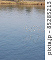 海を飛ぶ水鳥の群れ 85285213