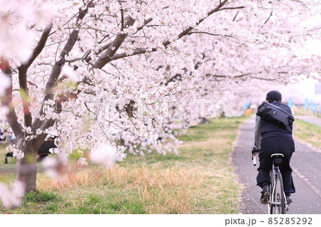稲城北緑地公園 桜 稲城北緑地公園 桜 85285292