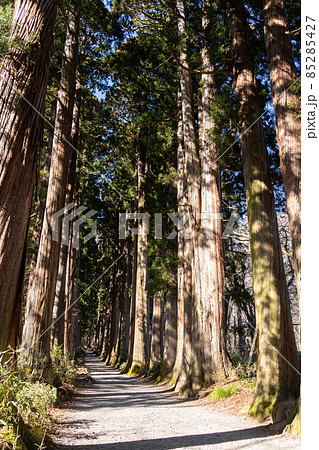 【長野県】　戸隠神社　奥社 85285427